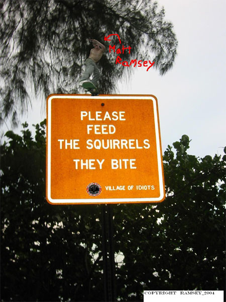 Feed The Squirrels