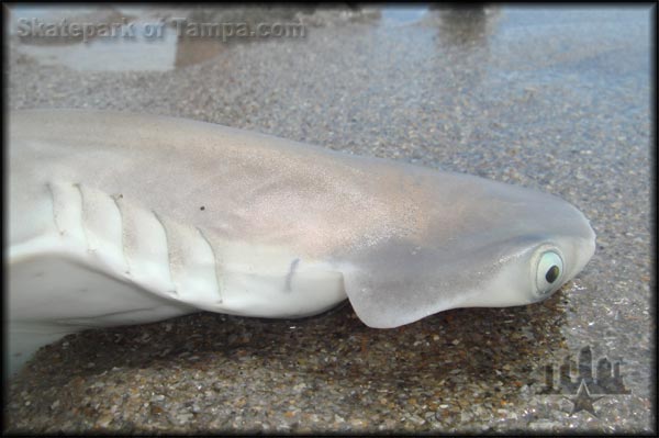Cocoa Beach Hammerhead Shark